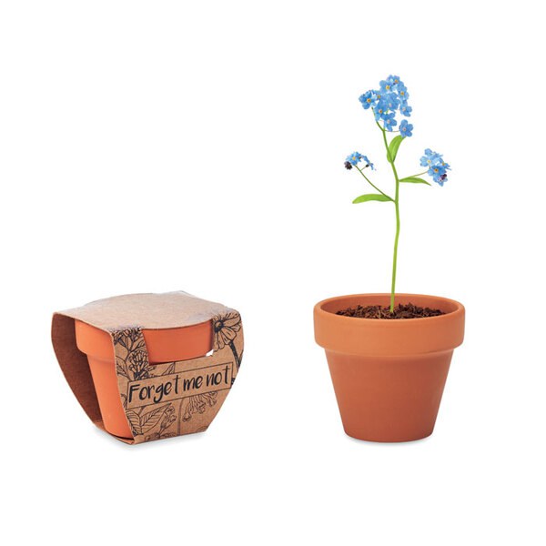 FORGET ME NOT Semi di non ti scordar di me - GiftRetail MO6146