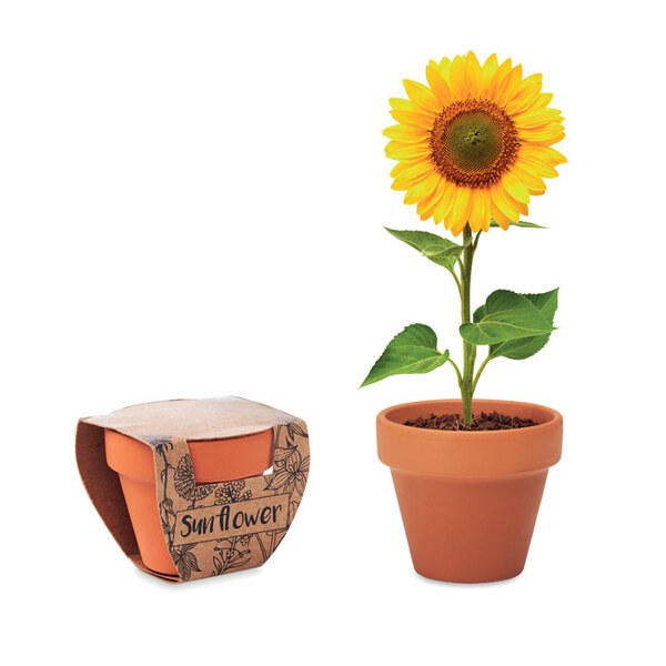 SUNFLOWER Semi di girasole - GiftRetail MO6147