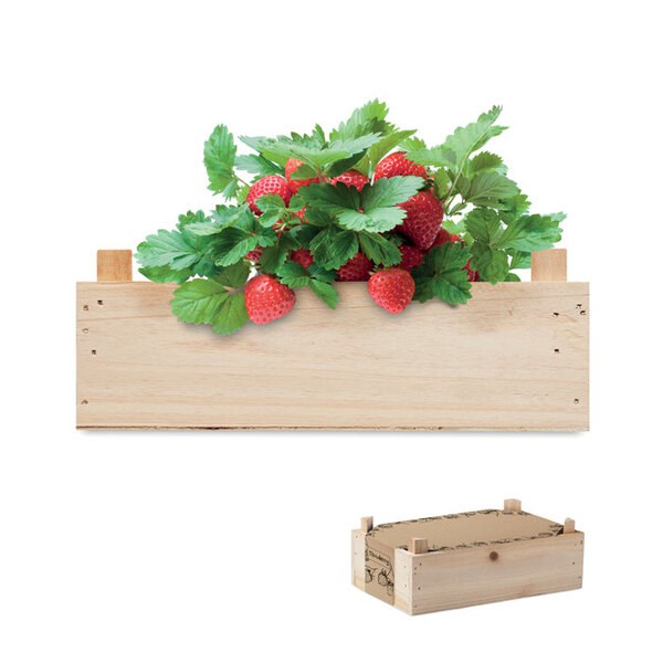 STRAWBERRY Kit per coltivare fragole - GiftRetail MO6506