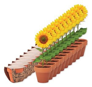 Pack da 100 GiftRetail MO6147 - SUNFLOWER Semi di girasole