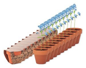 Pack da 10 GiftRetail MO6146 - FORGET ME NOT Semi di non ti scordar di me